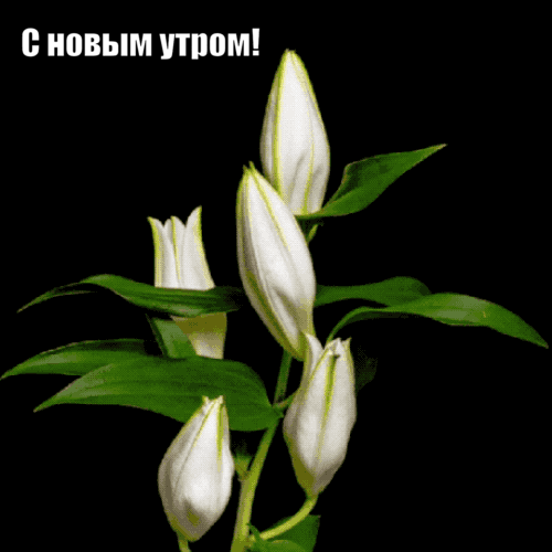 Гифка картинка доброе утро загрузить для ватсап