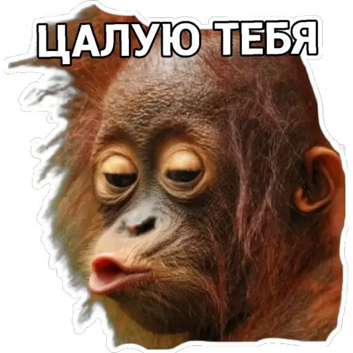 Мемы прикол скачивайте для ватсапа