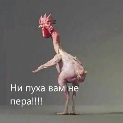 Мемы ни пуха ни пера загружайте в хорошем качестве