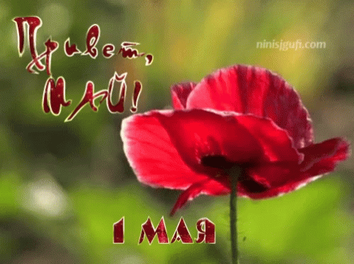 Gif 1 мая скачивай для ватсап