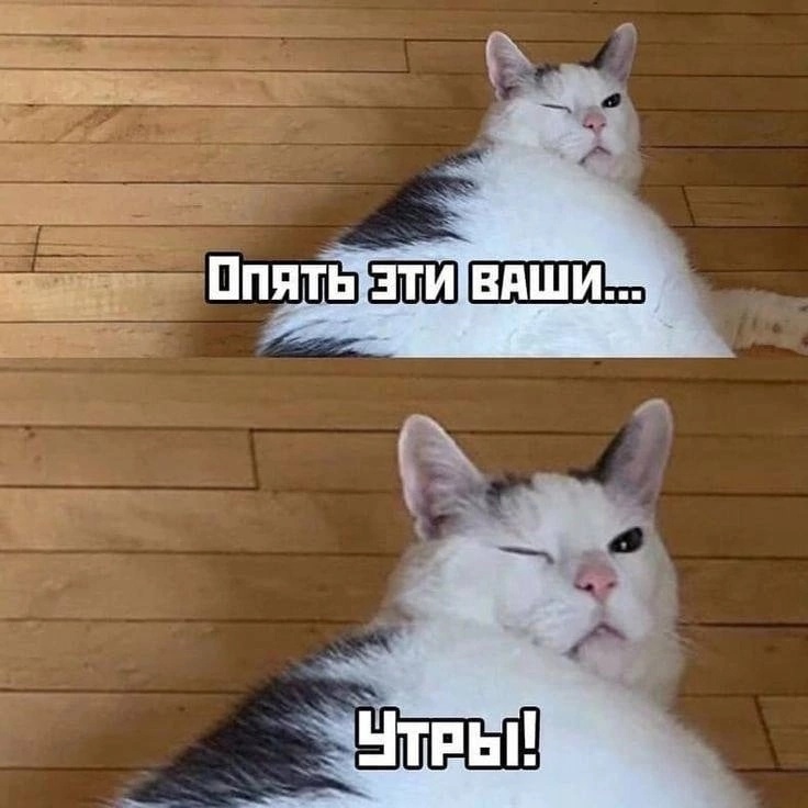 Мем доброе утро загрузить быстро для телеграм