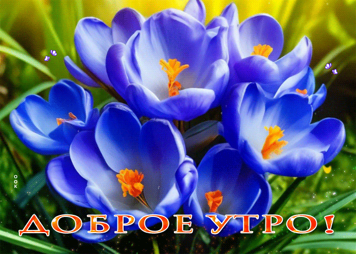 Гифка доброе утро загружайте для вк