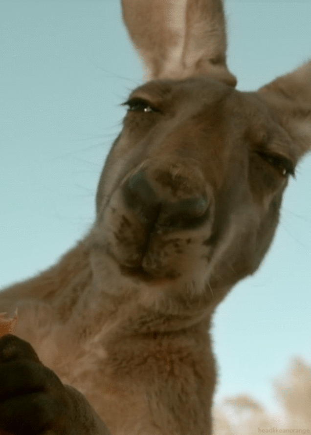 Уникальная gif ест качайте быстро для вк